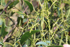 Viscum articulatum