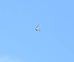 Cypsiurus balasiensis