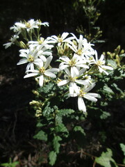 Olearia