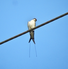 Hirundo smithii