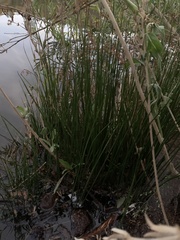 Schoenoplectus americanus