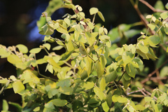 Loranthaceae