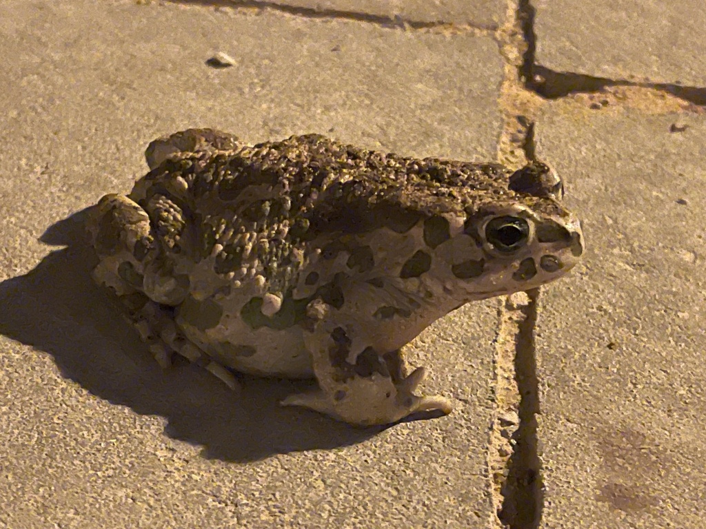Variable toad from sede boqer midreshet ben gurion southern district