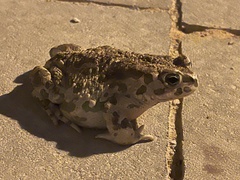 Bufotes viridis sitibundus