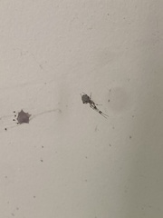 Zosis geniculata
