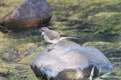 Motacilla capensis capensis