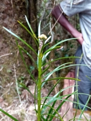 Podocarpus rostratus