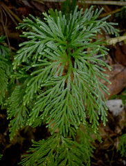 Selaginella longipinna