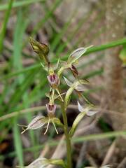 Acianthus pusillus
