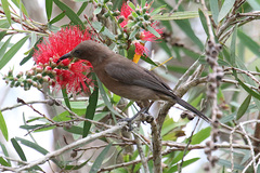 Myzomela obscura