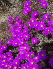 Lampranthus emarginatus