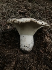 Russula brevipes acrior