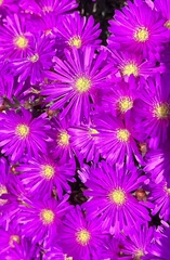 Lampranthus emarginatus