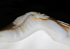 Tridacna squamosa