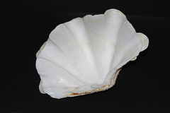 Tridacna squamosa
