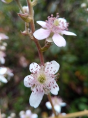 Rubus myrianthus