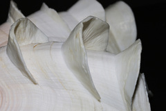 Tridacna squamosa