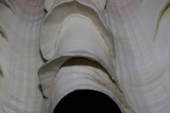Tridacna squamosa