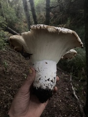 Russula brevipes acrior