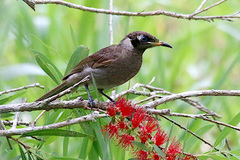 Bolemoreus frenatus