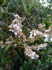 Rubus myrianthus