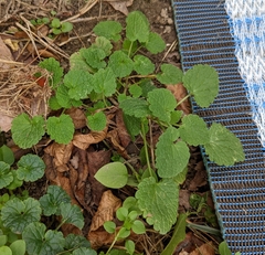 Lamium