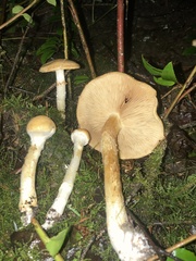 Cortinarius citrinifolius