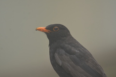 Turdus merula merula
