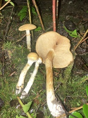 Cortinarius citrinifolius