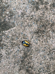 Phoxomela umbrosa