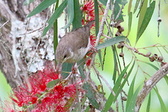 Ramsayornis modestus