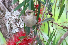 Ramsayornis modestus