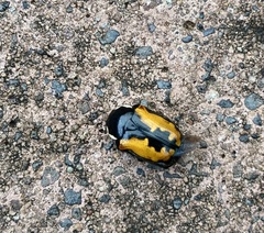 Phoxomela umbrosa