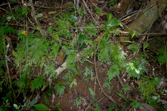 Selaginella longipinna