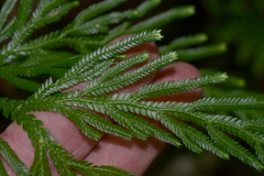 Selaginella longipinna
