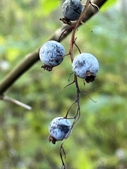 Ribes bracteosum