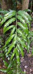 Asplenium oblongifolium