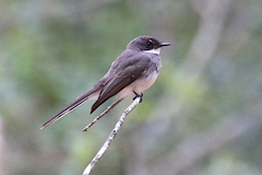 Rhipidura rufiventris