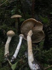 Cortinarius citrinifolius