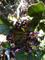 Polyscias fraxinifolia