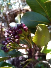 Polyscias fraxinifolia