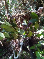 Polyscias fraxinifolia