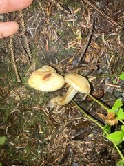 Cortinarius citrinifolius