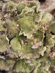 Cerrena unicolor