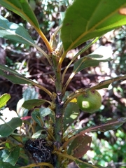 Elaeocarpus corallococcus