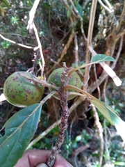 Elaeocarpus corallococcus