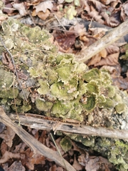 Cerrena unicolor