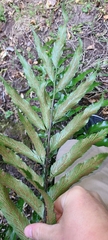 Asplenium oblongifolium