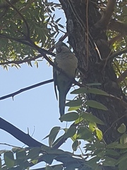 Myiopsitta monachus