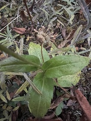Erigeron multiradiatus